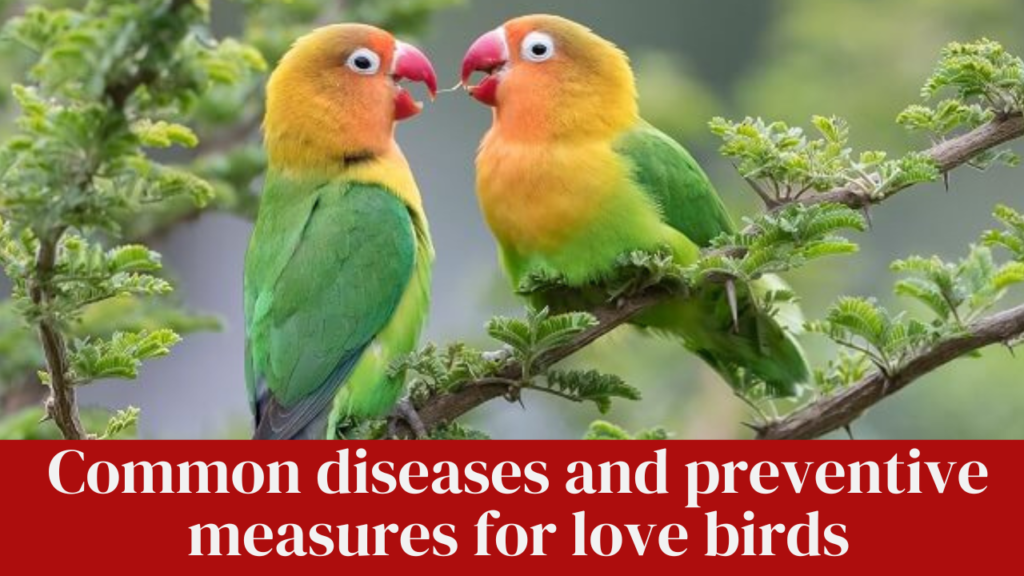 Common diseases and preventive measures for love birds