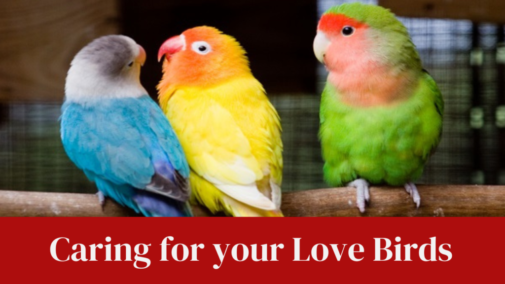 Caring for your Love Birds