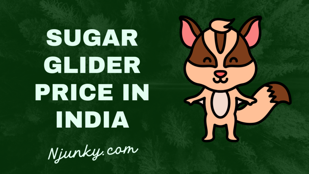 Sugar Glider Price In India