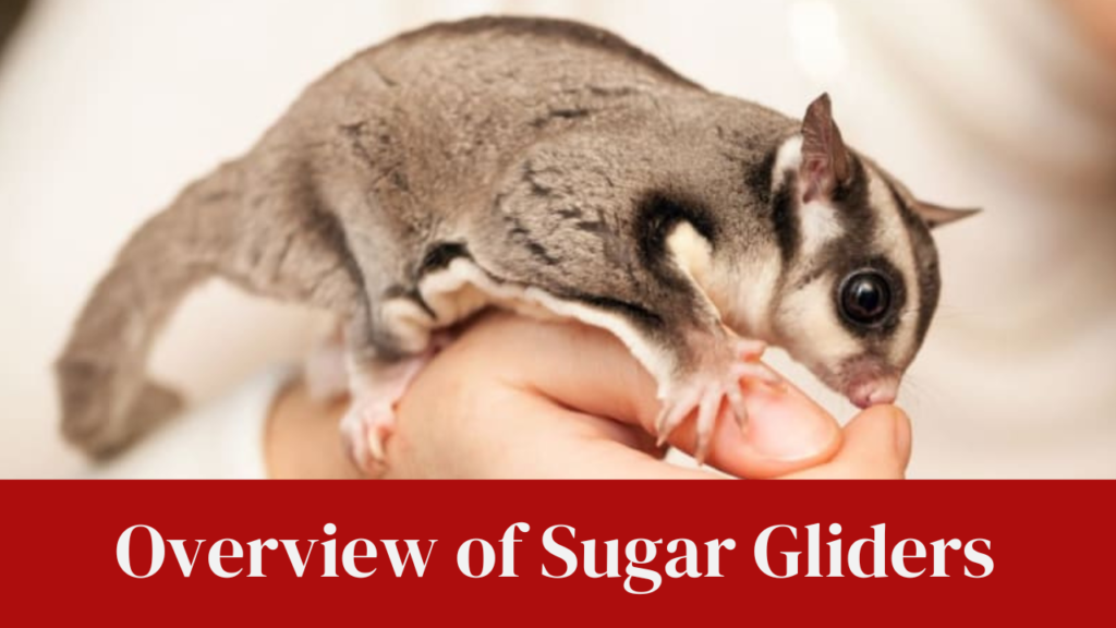 Overview of Sugar Gliders