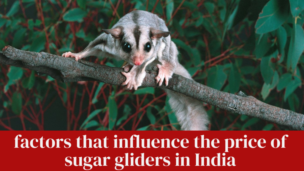 factors that influence the price of sugar gliders in India