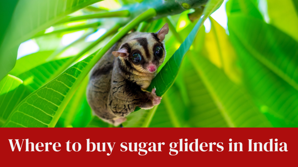 Where to buy sugar gliders in India