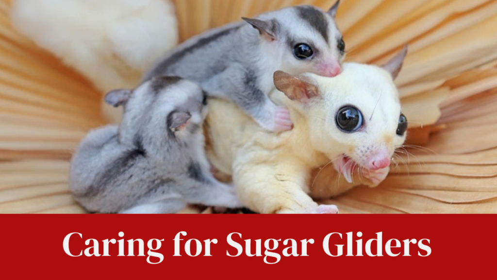 Caring for Sugar Gliders