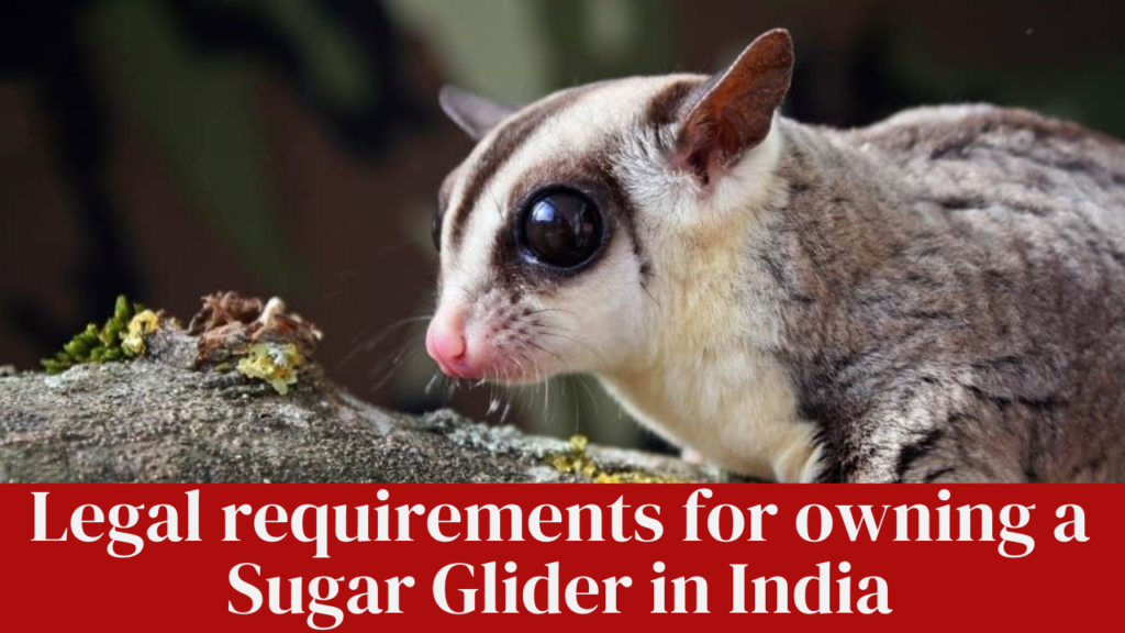 Legal requirements for owning a Sugar Glider in India