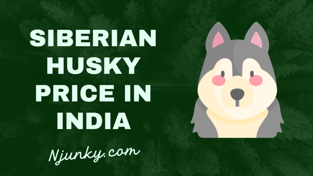 Siberian Husky Price In India