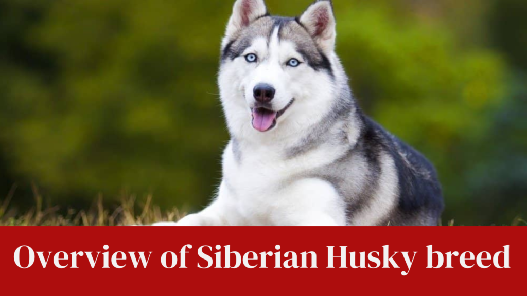 Overview of Siberian Husky breed