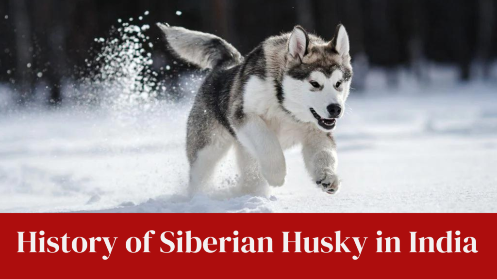 History of Siberian Husky in India