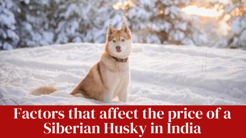 Factors that affect the price of a Siberian Husky in India