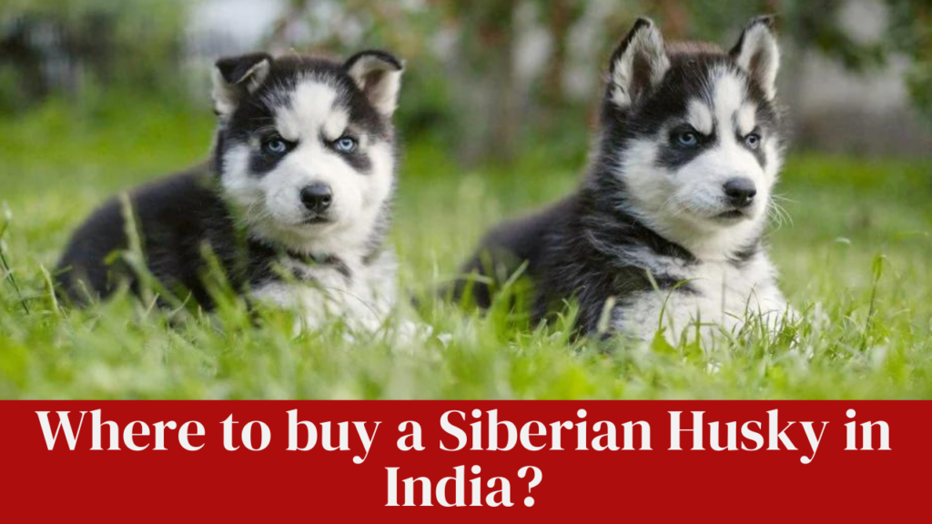 Where to buy a Siberian Husky in India?