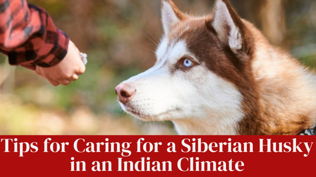 Tips for Caring for a Siberian Husky in an Indian Climate