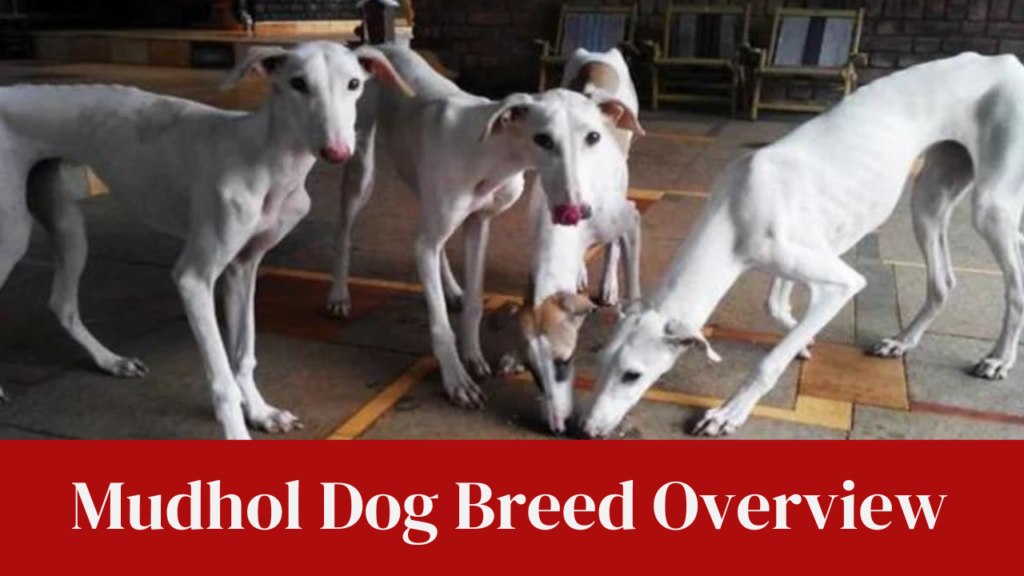 Mudhol Dog Breed Overview