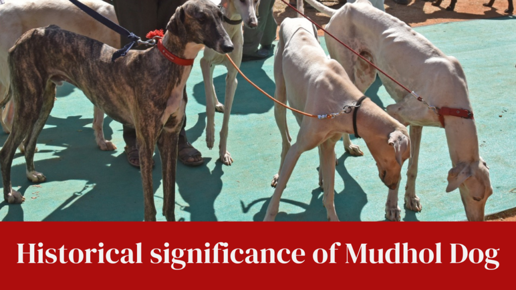 Historical significance of Mudhol Dog