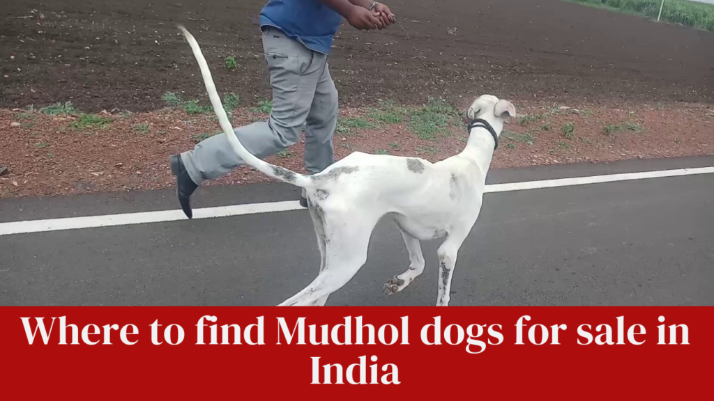 Where to find Mudhol dogs for sale in India