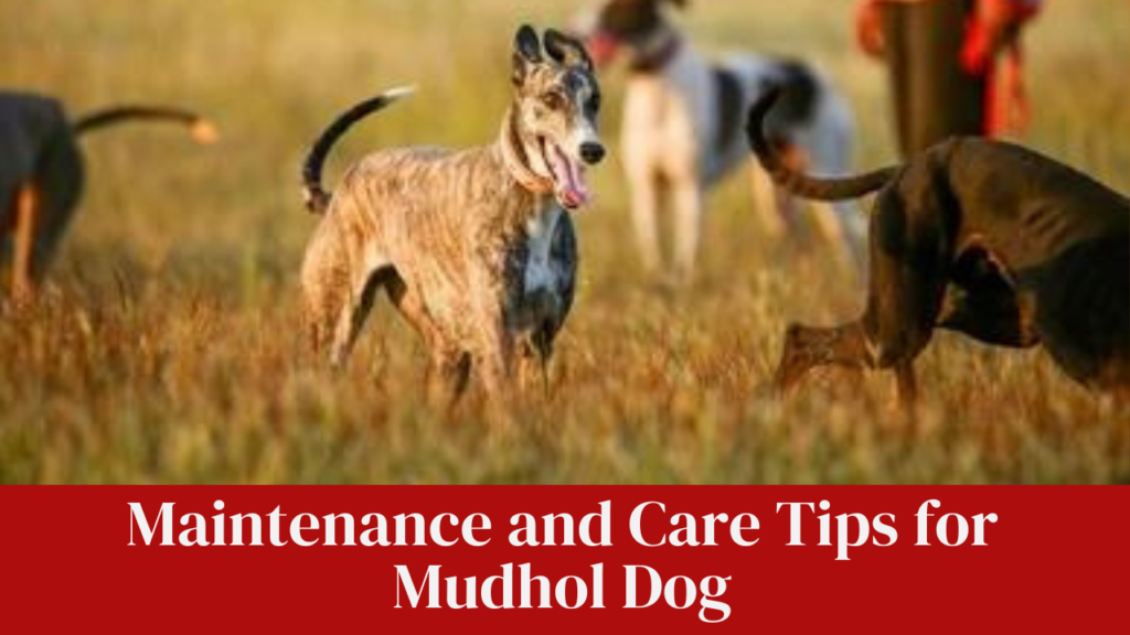 Maintenance and Care Tips for Mudhol Dog