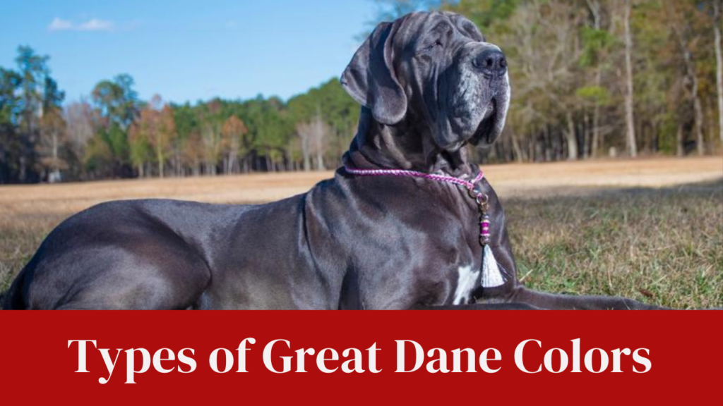 Types of Great Dane Colors