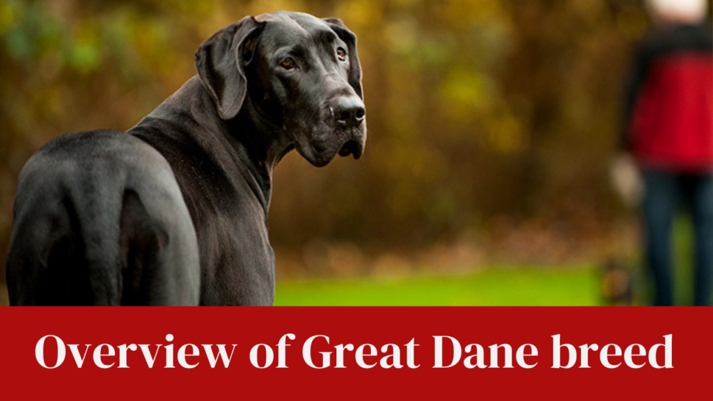 Overview of Great Dane breed