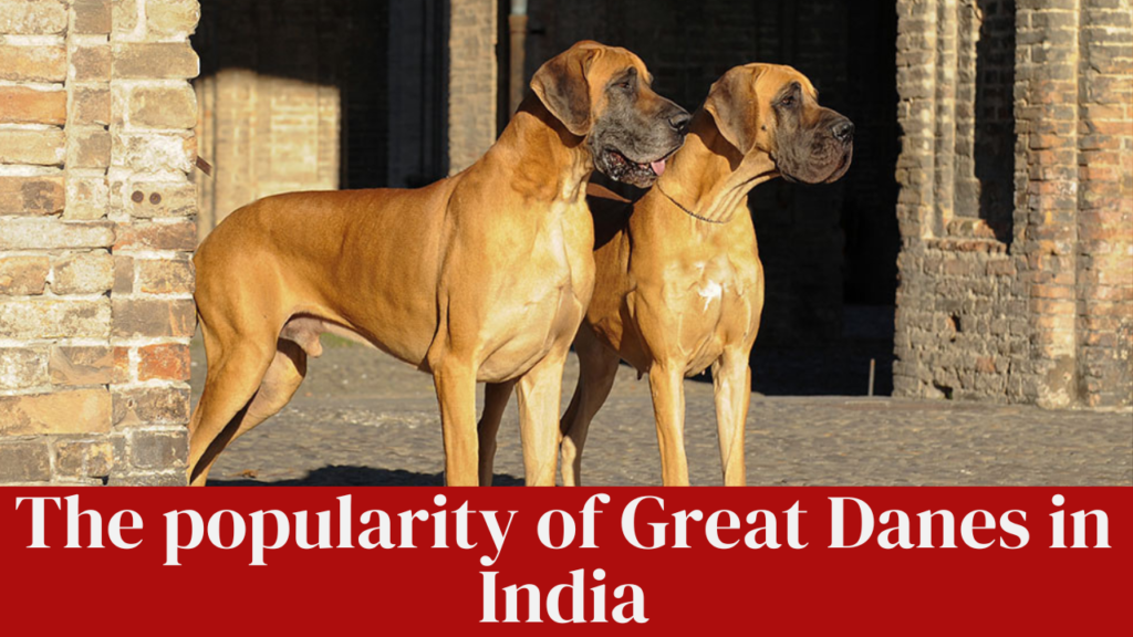 The popularity of Great Danes in India