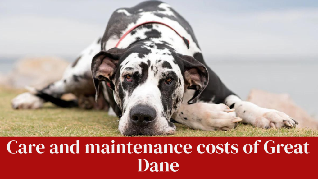 Care and maintenance costs of Great Dane