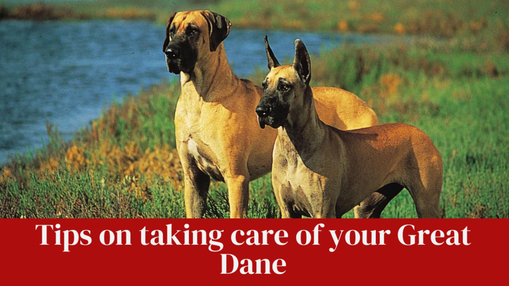 Tips on taking care of your Great Dane