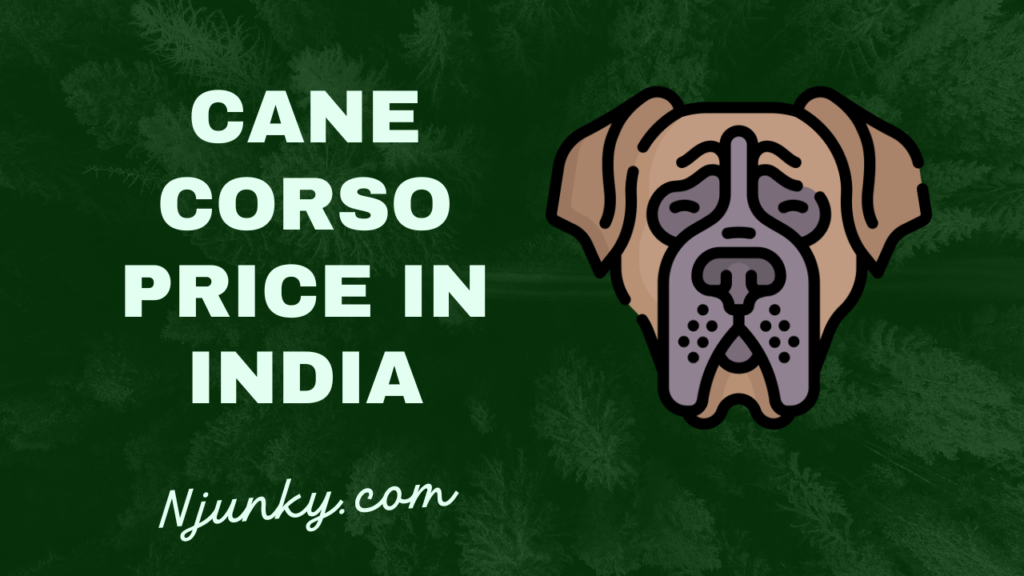 Cane Corso Price In India