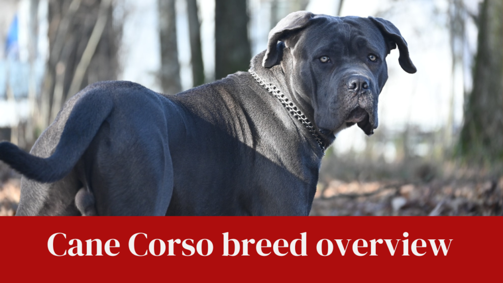 Cane Corso breed overview
