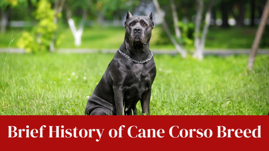 Brief History of Cane Corso Breed