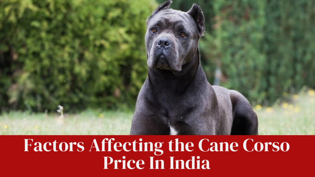 Factors Affecting the Cane Corso Price In India