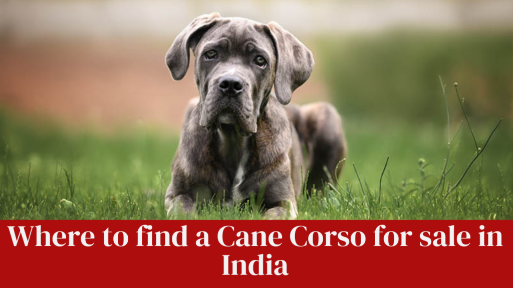 Where to find a Cane Corso for sale in India