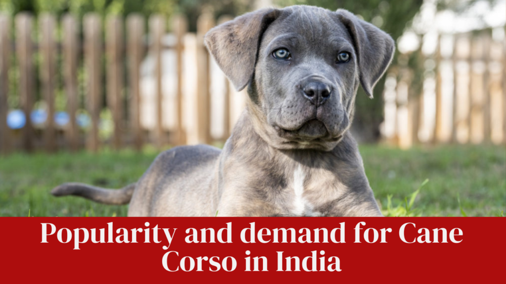 Popularity and demand for Cane Corso in India