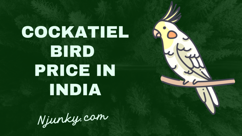 Cockatiel Bird Price In India