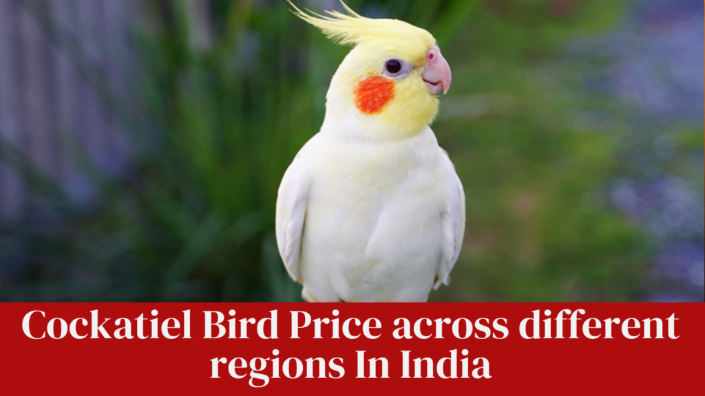 Cockatiel Bird Price across different regions In India