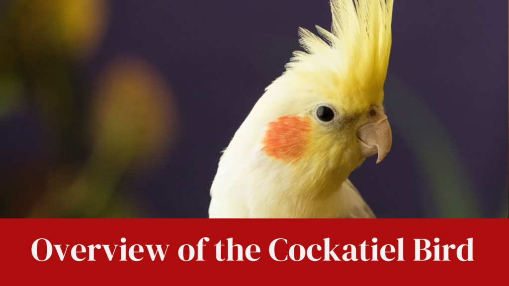 Overview of the Cockatiel Bird