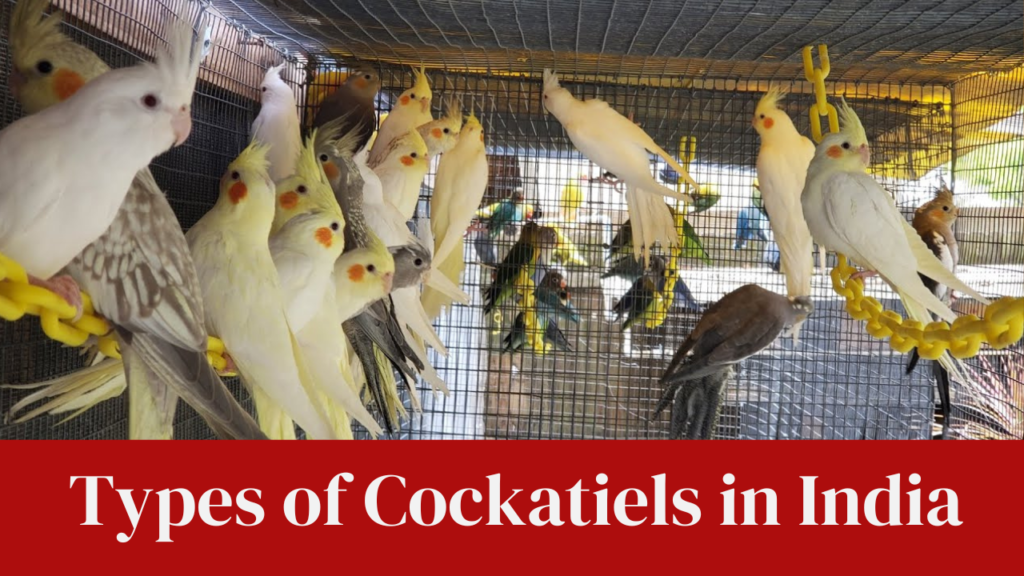Types of Cockatiels in India