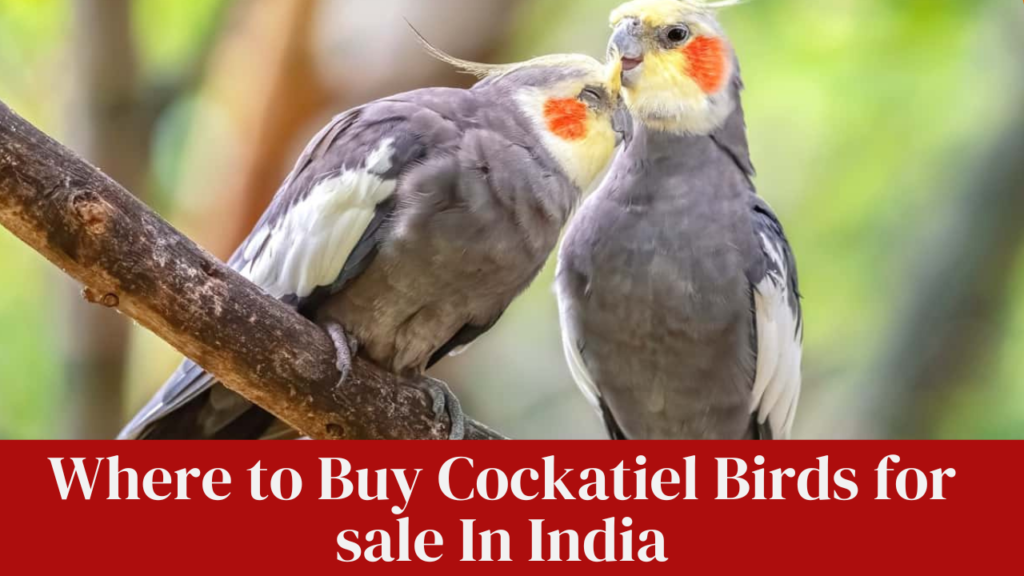 Where to Buy Cockatiel Birds for sale In India