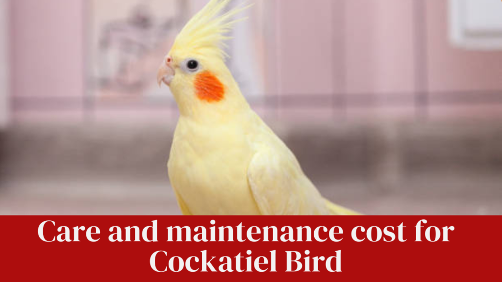 Care and maintenance cost for Cockatiel Bird