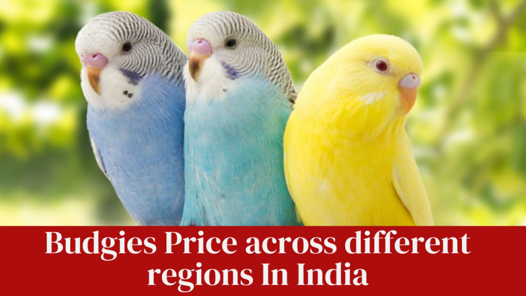 Budgies Price across different regions In India