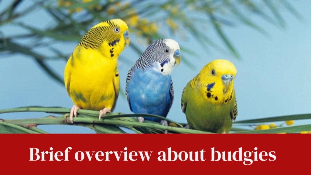 Brief overview about budgies