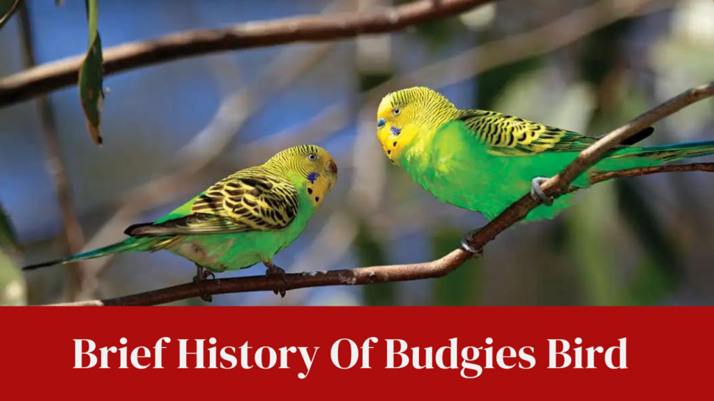 Brief History Of Budgies Bird