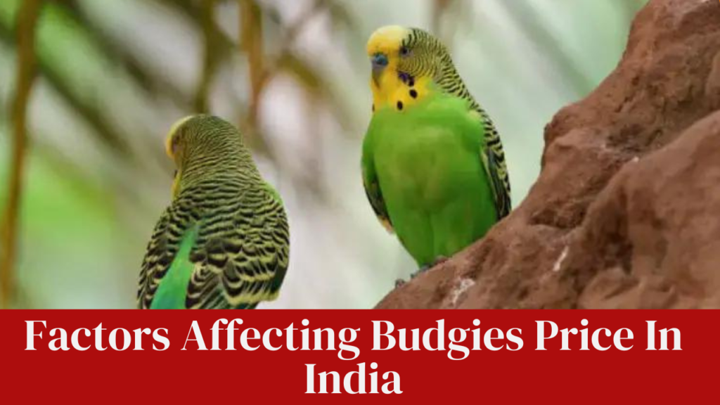 Factors Affecting Budgies Price In India