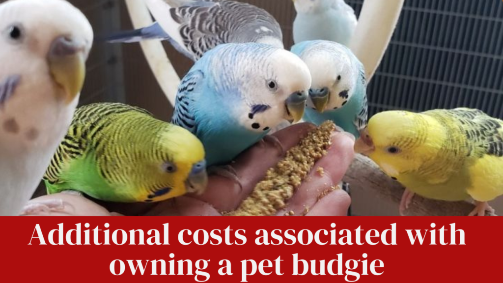 Additional costs associated with owning a pet budgie
