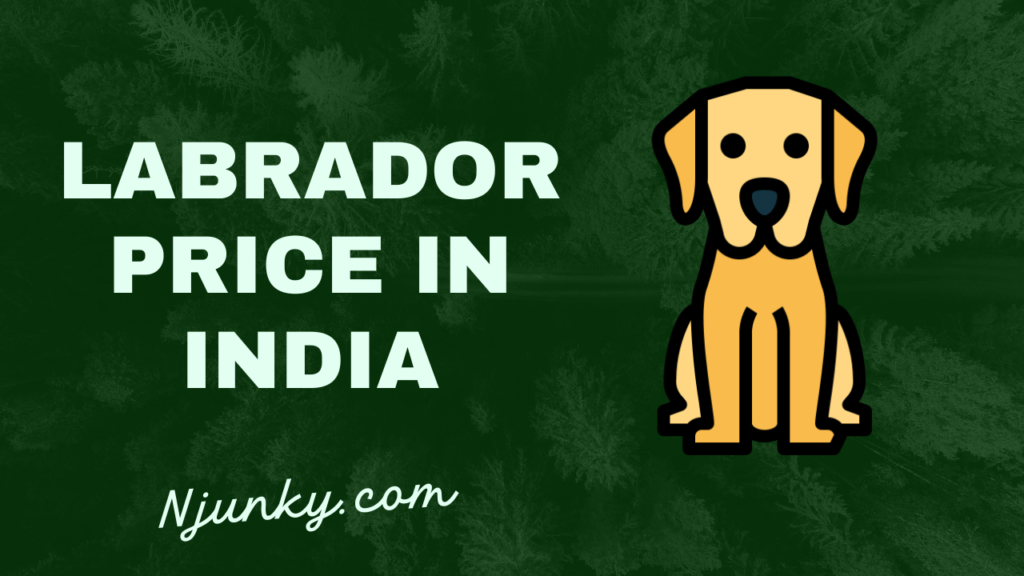 Labrador Price In India