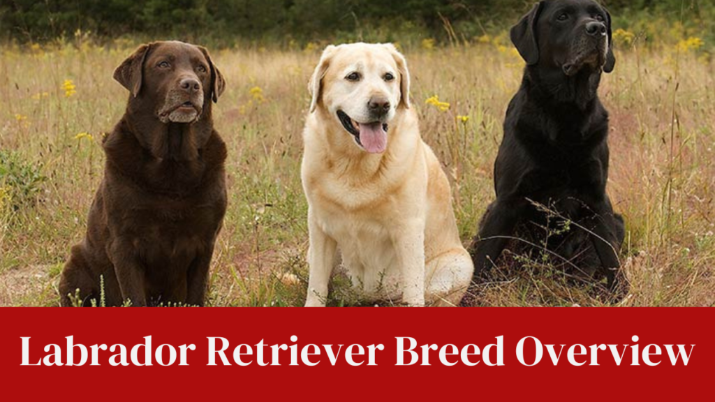 Labrador Retriever Breed Overview