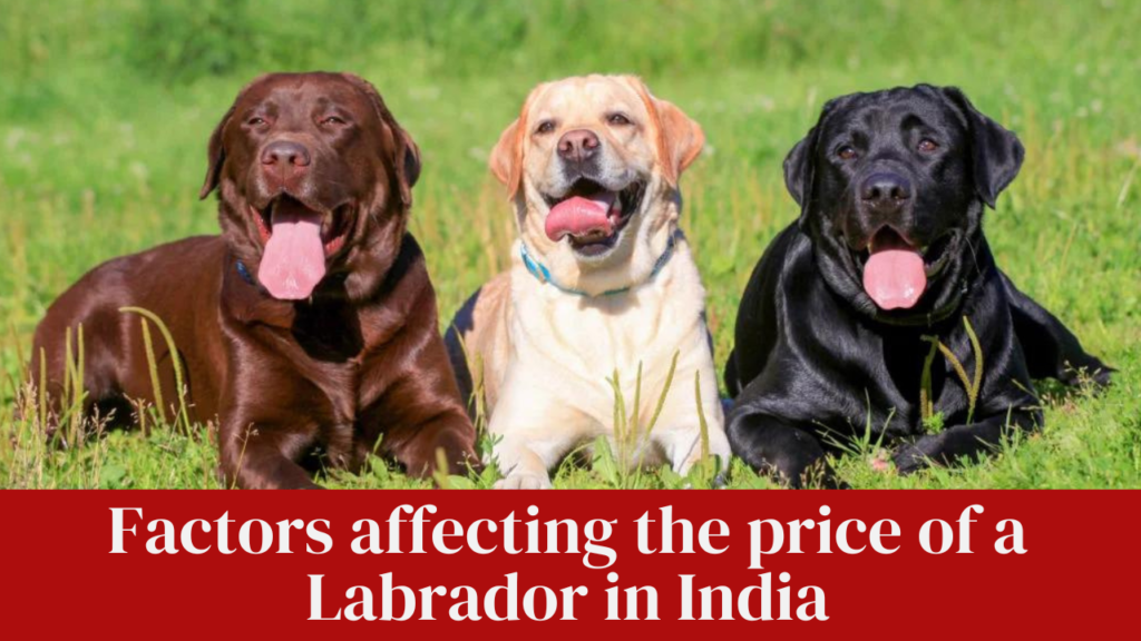 Factors affecting the price of a Labrador in India
