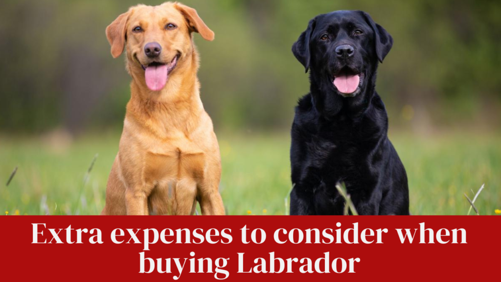 Extra expenses to consider when buying Labrador