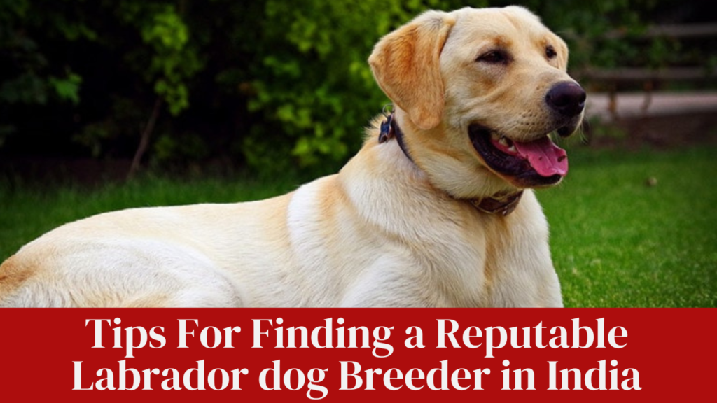 Tips For Finding a Reputable Labrador dog Breeder in India