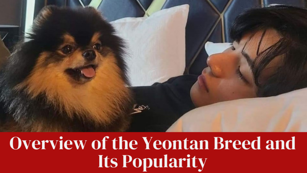 Overview of the Yeontan Breed and Its Popularity