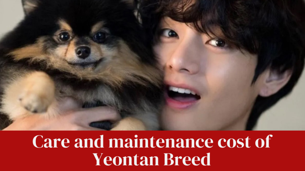 Care and maintenance cost of Yeontan Breed