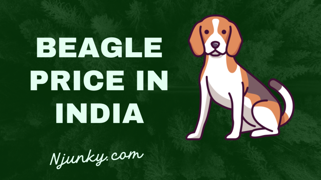 Beagle Price In India