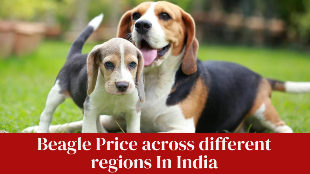 Beagle Price across different regions In India