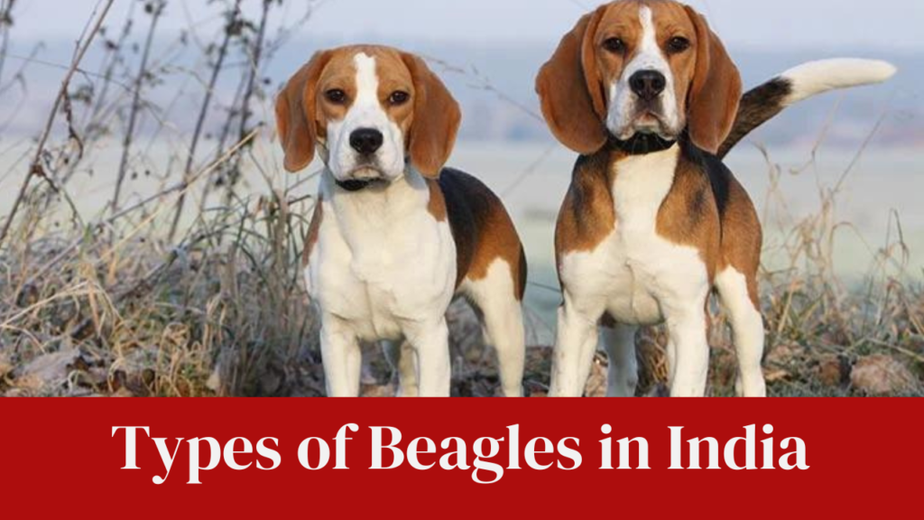 Types of Beagles in India